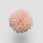 FdS Band 0 New Zealand Wool (W): W214 Apricot Blush