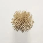 FdS Band 0 Botanical Silk Contract (TT): TT154 Dark Beige