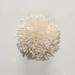 FdS Band 0 Botanical Silk (T): T2 Seashell