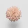 W214 Apricot Blush