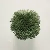 T46 Forest Green
