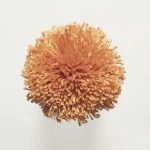 FdS Band 0 Botanical Silk (T): T85 Burnt Orange