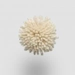 FdS Band 0 New Zealand Wool (W): W546 Chamomile