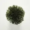T121 Jungle Green