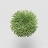 TW567 Lettuce
