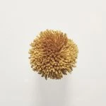 FdS Band 0 Botanical Silk Contract (TT): TT68 Amber