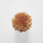 FdS Band 0 Botanical Silk Contract (TT): TT42 Ochre