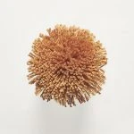 FdS Band 0 Botanical Silk (T): T42 Ochre