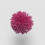 FdS Band 0 New Zealand Wool (W): W745 Fuchsia