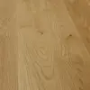 Oak Olmo Historico