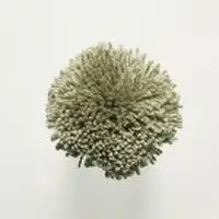 T17 Sage Green