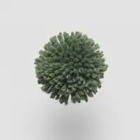W564 Forest Green