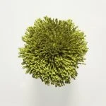 FdS Band 0 Botanical Silk (T): T82 Avocado