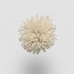FdS Band 0 New Zealand Wool (W): W728 Corn