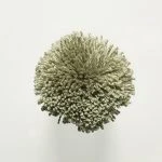 FdS Band 0 Botanical Silk (T): T17 Sage Green