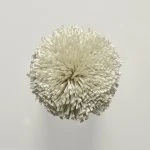 FdS Band 0 Botanical Silk (T): T128 Champagne