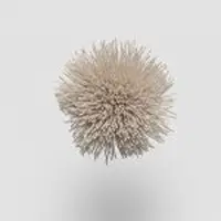 TW282 Seed Pearl