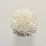 FdS Band 0 Botanical Silk (T): T52 Ivory