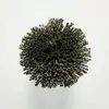 T127 Seaweed