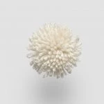 FdS Band 0 New Zealand Wool (W): W210 Vanilla Ice