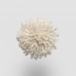 FdS Band 0 New Zealand Wool (W): W536 Beige