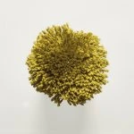 FdS Band 0 Botanical Silk (T): T18 Deep Gold