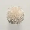T2 Seashell