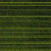 12902 Lime Zest