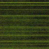 12902 Lime Zest
