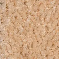 Sahara
