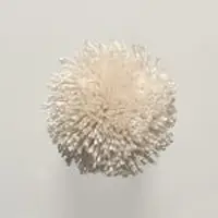T2 Seashell