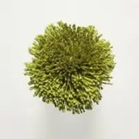 T82 Avocado