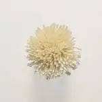 FdS Band 0 Botanical Silk Contract (TT)