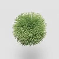 TW567 Lettuce