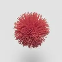TW679 Tomato