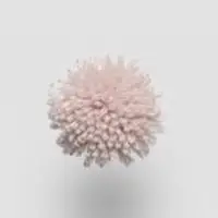 W229 Crystal Rose