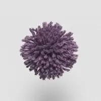 W703 Grape