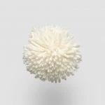 FdS Band 0 New Zealand Wool (W): NW100 Natural White